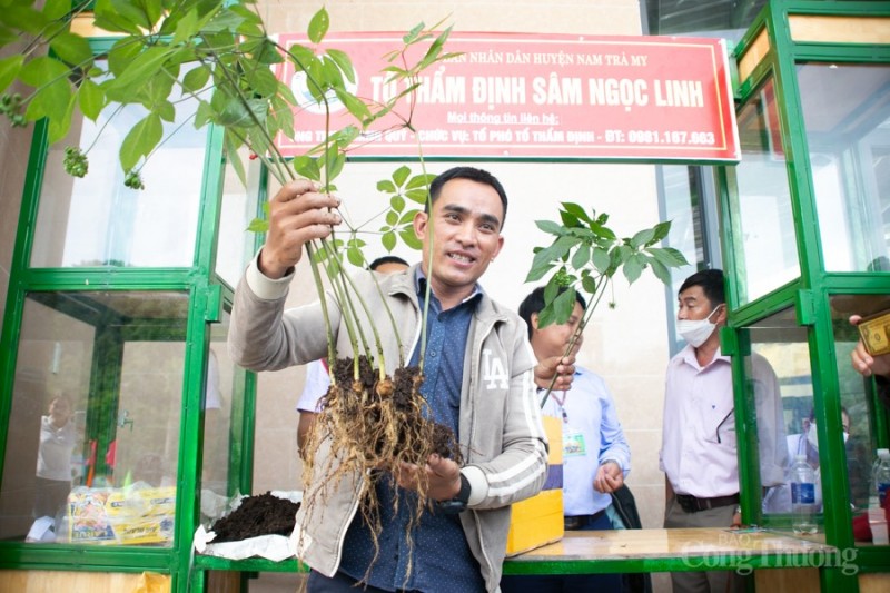 Bài 2: “Thủ phủ” sâm Ngọc Linh - Nan giải quá trình xây dựng và bảo vệ thương hiệu