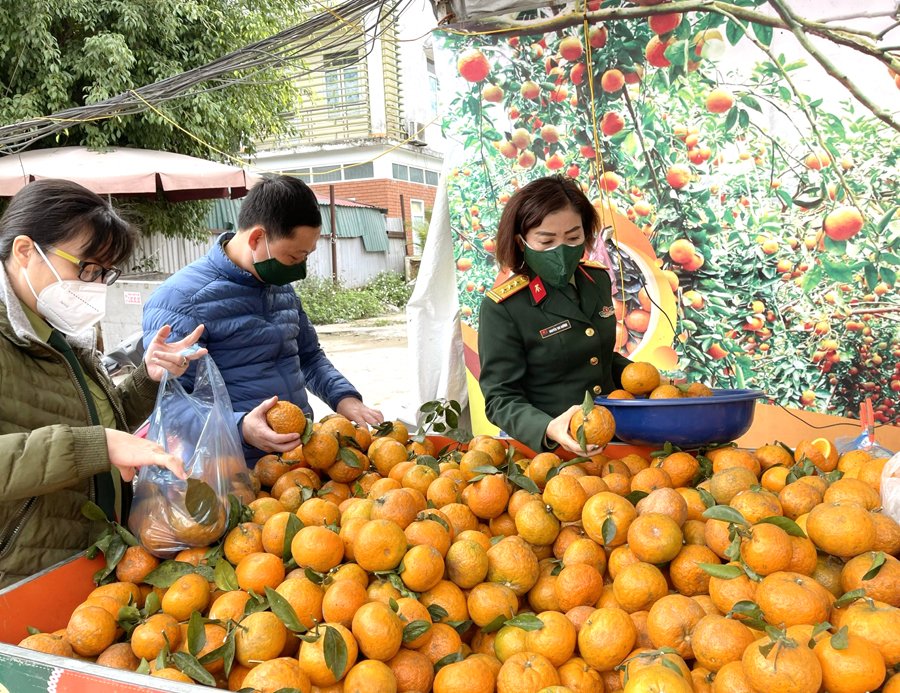 Xây dựng chiến lược để thương hiệu cam Sành Hà Giang vươn xa