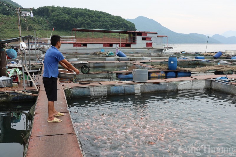Nghề nuôi cá lồng nâng tầm thương hiệu cá sông Đà