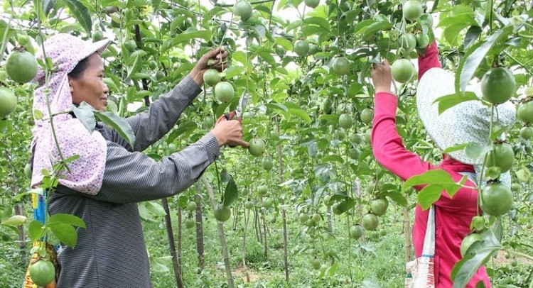 Sơn La: Phát triển hàng hóa nông sản chất lượng cao gắn với thương hiệu địa phương