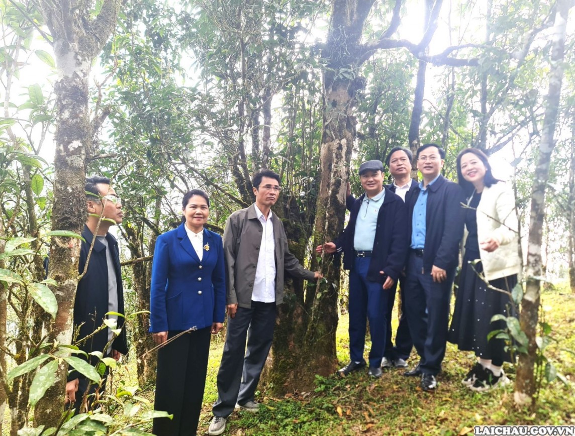 Lai Châu: Phát triển vùng trồng chè cổ chất lượng cao và sâm tại huyện Sìn Hồ