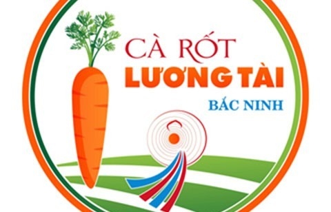 Bắc Ninh xây dựng quyền sở hữu trí tuệ gắn với thương hiệu “Cà rốt Lương Tài”