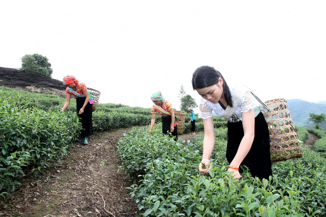 Lai Châu: Phát triển sản phẩm OCOP gắn với lợi thế, phát huy ''thương hiệu'' địa phương