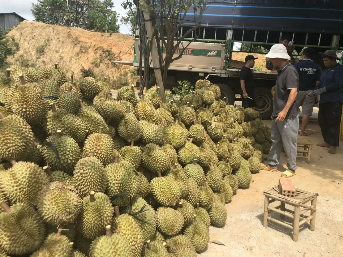 Phát triển thương hiệu sầu riêng Di Linh đạt chất lượng, hiệu quả cao