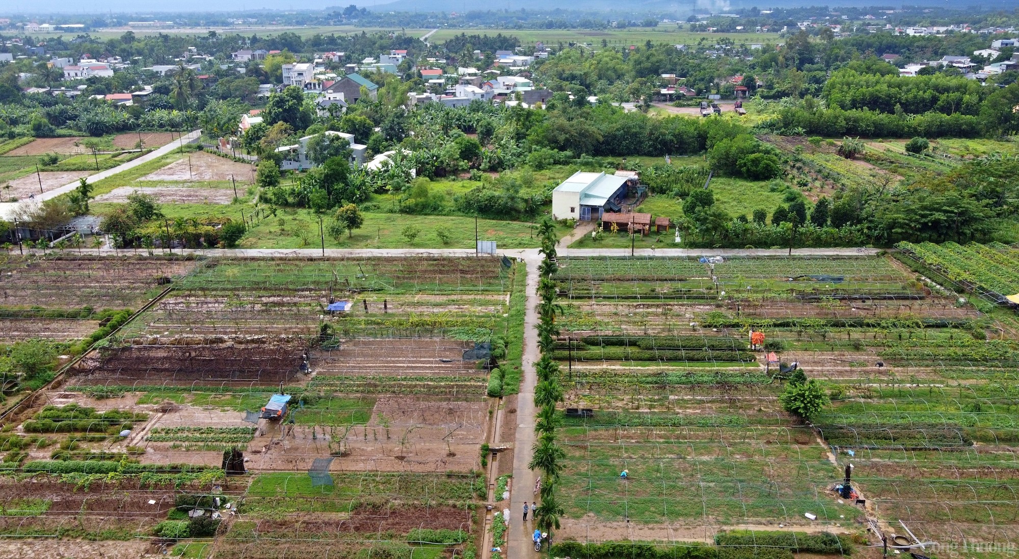 Thăm làng rau duy nhất Đà Nẵng là hợp tác xã tiêu biểu năm 2024