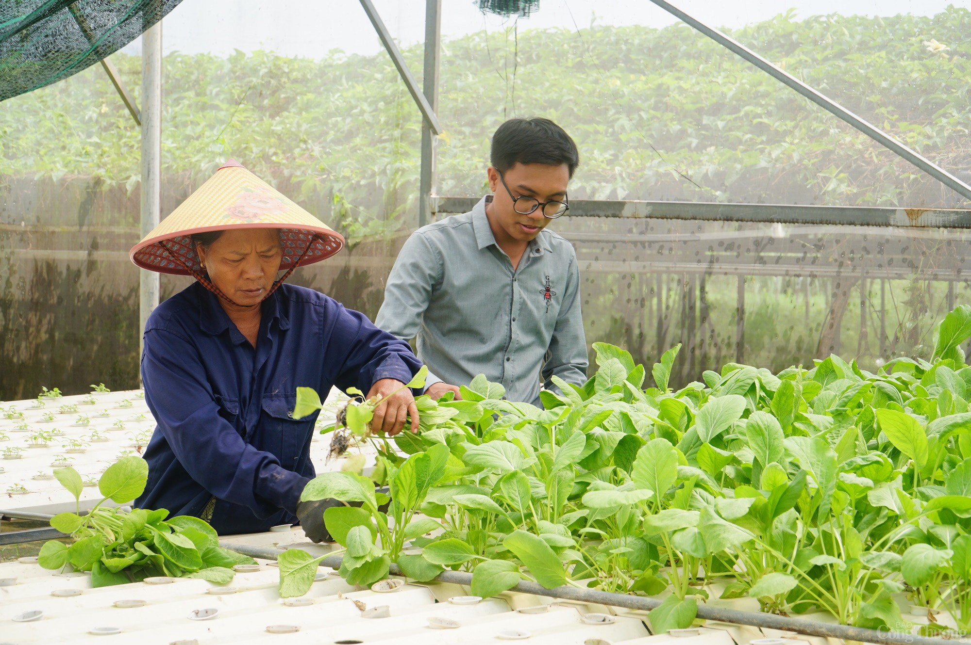 Thăm làng rau duy nhất Đà Nẵng là hợp tác xã tiêu biểu năm 2024