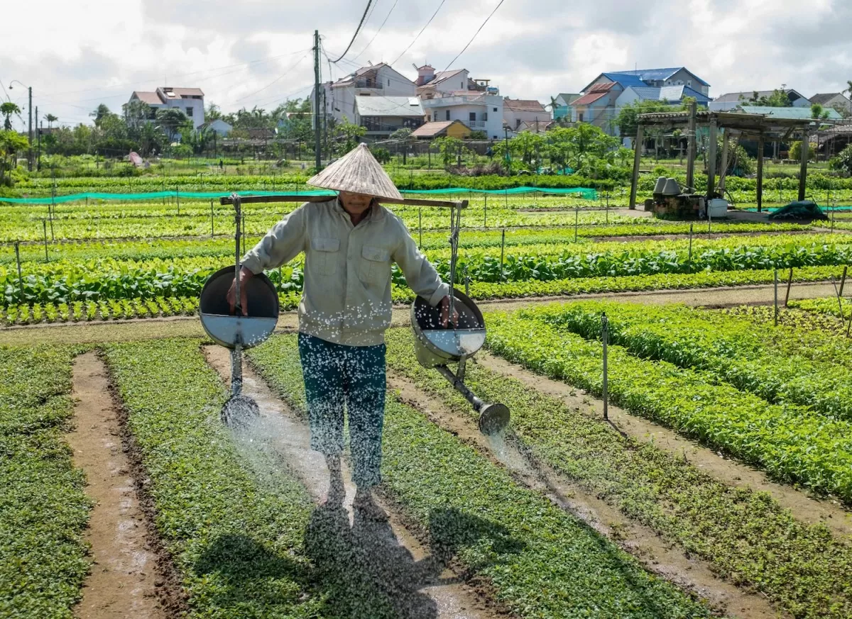 Làng rau Trà Quế là 'Làng Du lịch tốt nhất' năm 2024