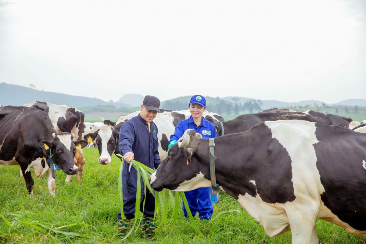 Mộc Châu Milk ứng dụng giải pháp 'xanh', tăng năng lực trong chuỗi cung ứng