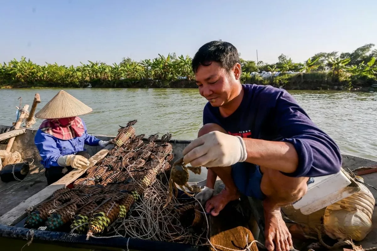 Cứ đến mùa lạnh, ngư dân miền sông nước lại chèo thuyền ra sông khai thác cà ra. Ảnh: Báo Quảng Ninh