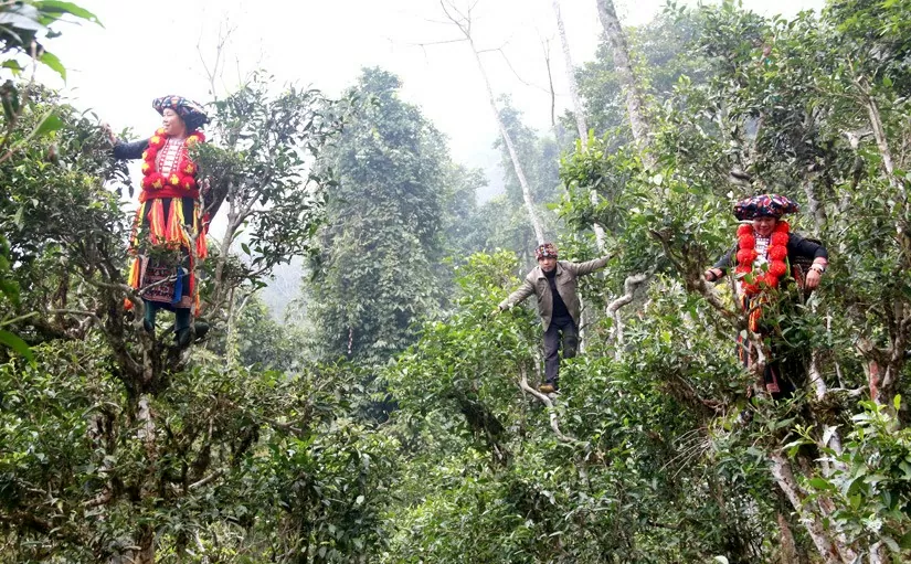 Tuyên Quang: Chè Shan Khau Mút Thổ Bình được cấp chứng nhận hữu cơ