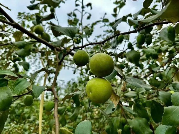 Anh Hướng gắn bó hơn 10 năm với cây táo đại và đưa cây trồng này thành đặc sản, niềm tự hào của người dân Mường Bú. Ảnh: Đức Bình.