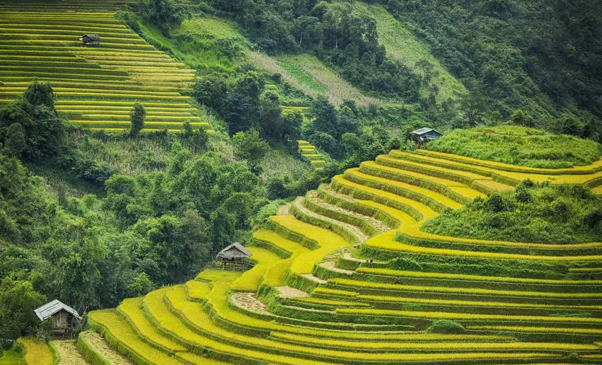 Thương mại điện tử - đem tinh hoa trà núi rừng Tây Bắc đến với người tiêu dùng toàn quốc