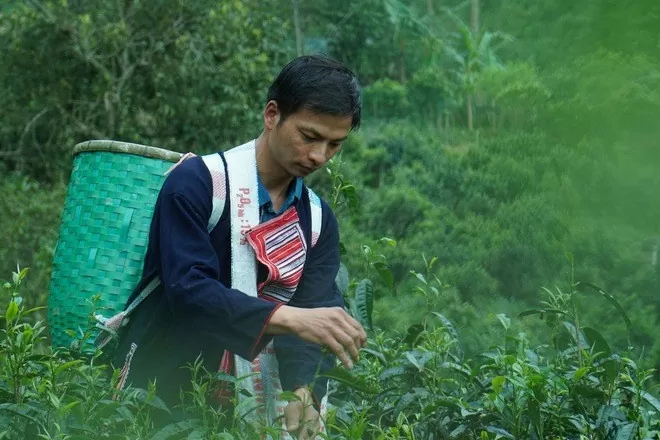 Thương mại điện tử - đem tinh hoa trà núi rừng Tây Bắc đến với người tiêu dùng toàn quốc