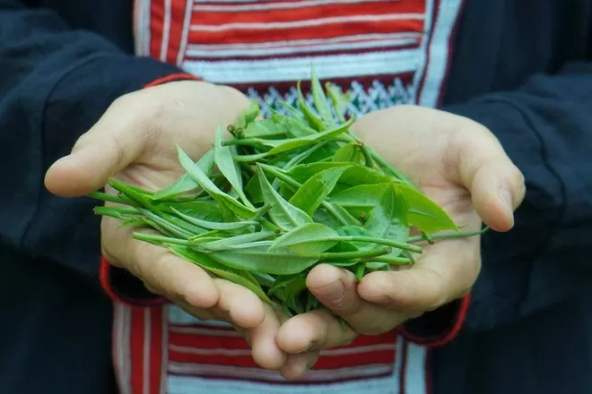 Thương mại điện tử - đem tinh hoa trà núi rừng Tây Bắc đến với người tiêu dùng toàn quốc