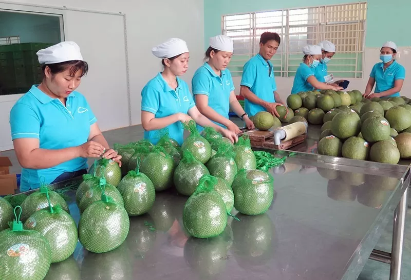 Vị thế của của rau quả Việt Nam trên thị trường quốc tế