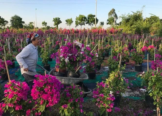 Ấn tượng thương hiệu hoa giấy Phù Đổng