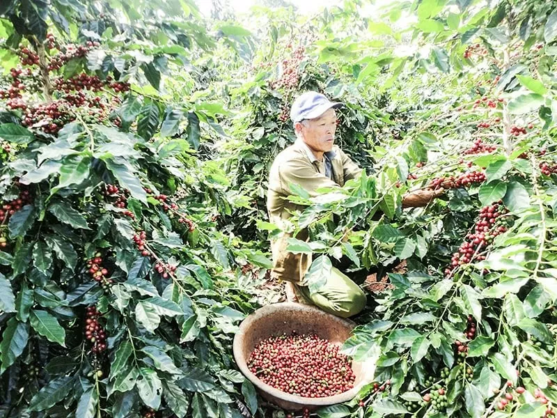 Trong năm 2024, ngay từ đầu vụ, cà phê tại huyện Hướng Hóa, Quảng Trị đã được mùa, được giá. Ảnh: Thiên nhiên