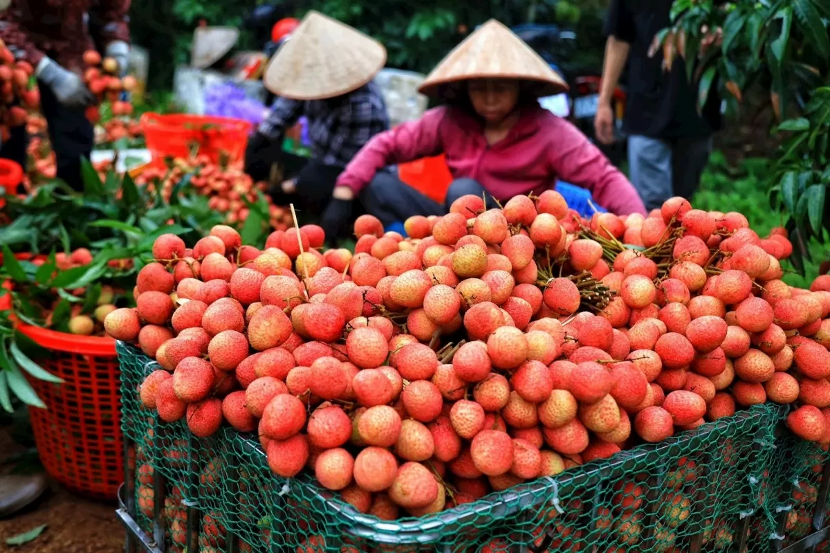 Hỗ trợ doanh nghiệp xây dựng thương hiệu nông sản