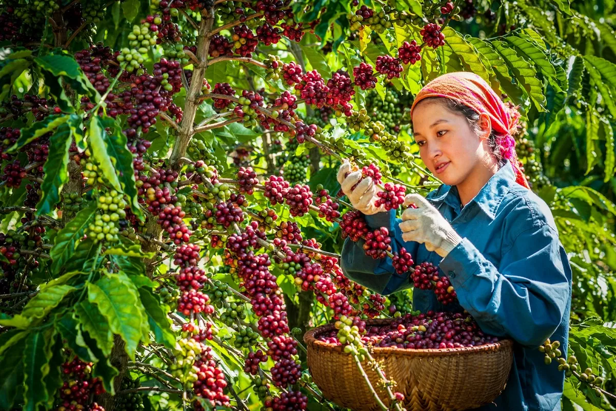 Hỗ trợ doanh nghiệp xây dựng thương hiệu nông sản