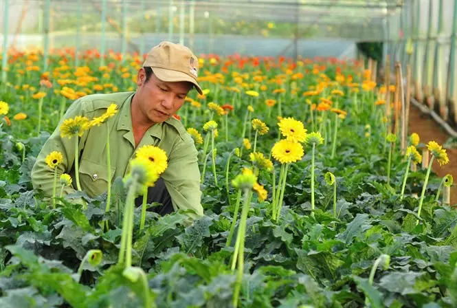Hoa đồng tiền dễ trồng và mỗi lứa cây cho thu hoạch từ 3-4 năm nên nông dân Đà Lạt phát triển rộng mô hình.