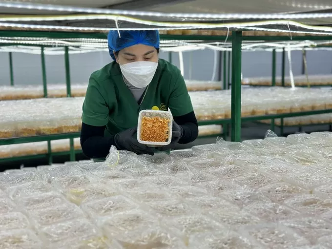 Quy trình nuôi cấy giá thể nấm đông trùng hạ thảo tại Hợp tác xã Nấm Tam Đảo, xã Hợp Châu, huyện Tam Đảo, tỉnh Vĩnh Phúc. Ảnh: Nguyễn Thảo 