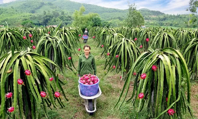 thanh long ruột đỏ đã trở thành một trong những loại cây trồng có thế mạnh trên địa bàn huyện Lập Thạch
