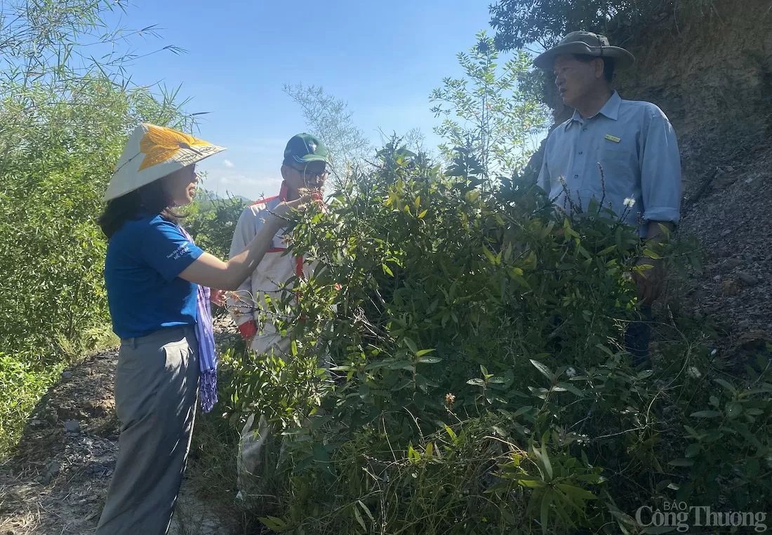 Chị Nguyễn Thị Liên làm việc với các hộ dân Quảng Trị về nguyên liệu đầu vào của tinh dầu tràm