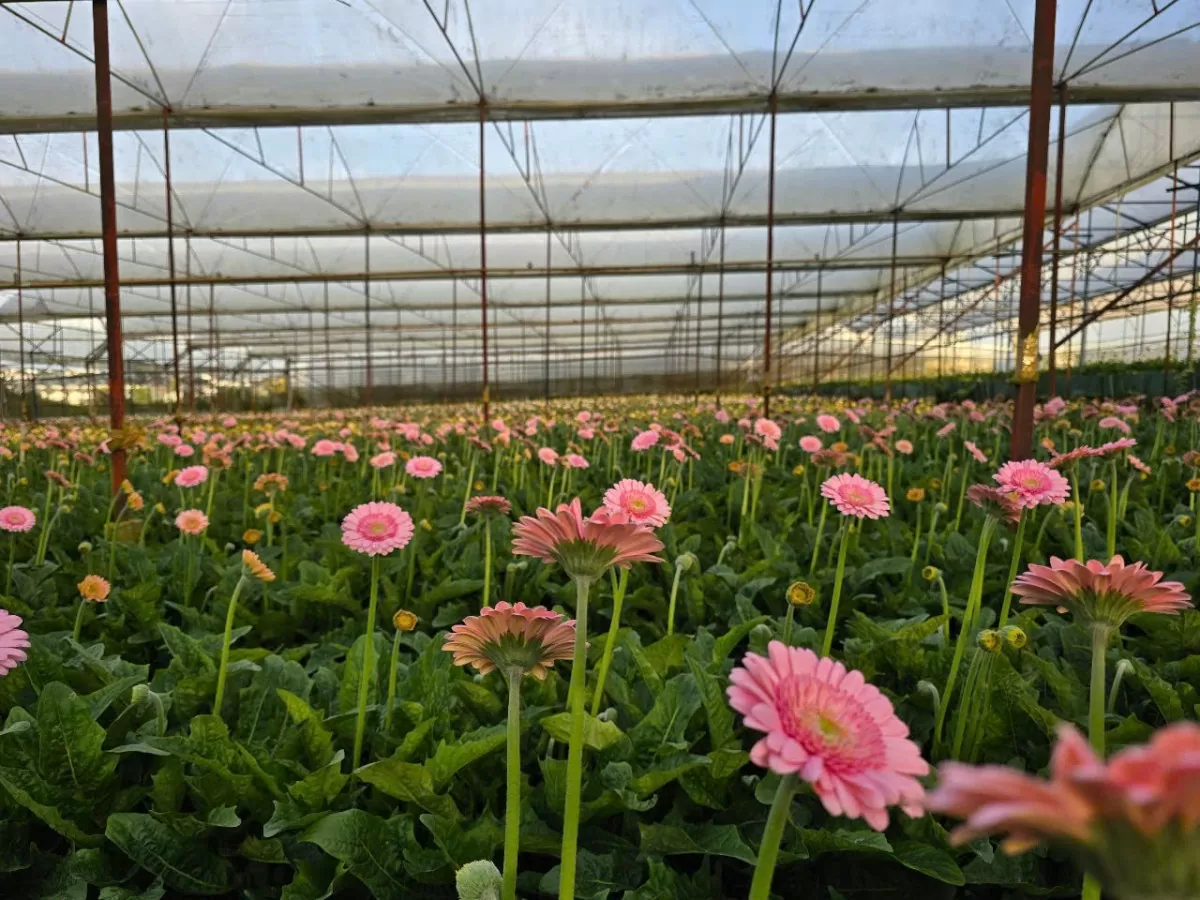 Giá hoa Đà Lạt tăng vọt dịp lễ tình nhân 14/2