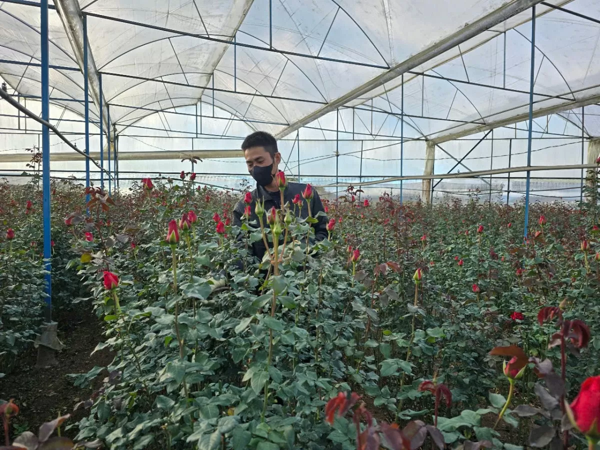 Giá hoa Đà Lạt tăng vọt dịp lễ tình nhân 14/2