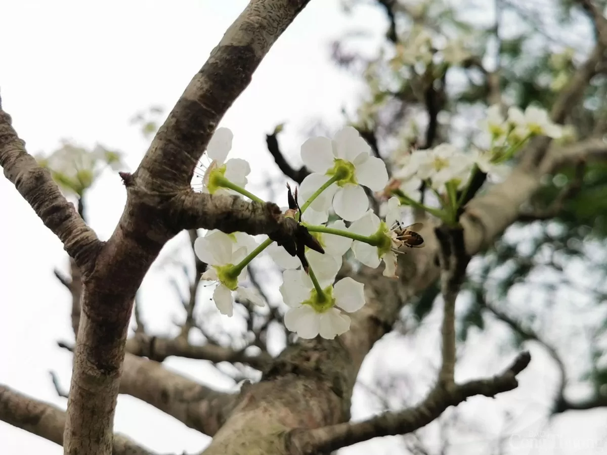 Thú chơi hoa lê của người Hà Nội sau Tết Nguyên đán Thú chơi hoa lê của người Hà Nội sau Tết Nguyên đán