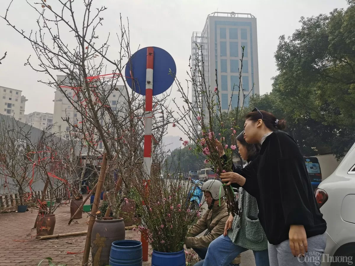 Thú chơi hoa lê của người Hà Nội sau Tết Nguyên đán Thú chơi hoa lê của người Hà Nội sau Tết Nguyên đán