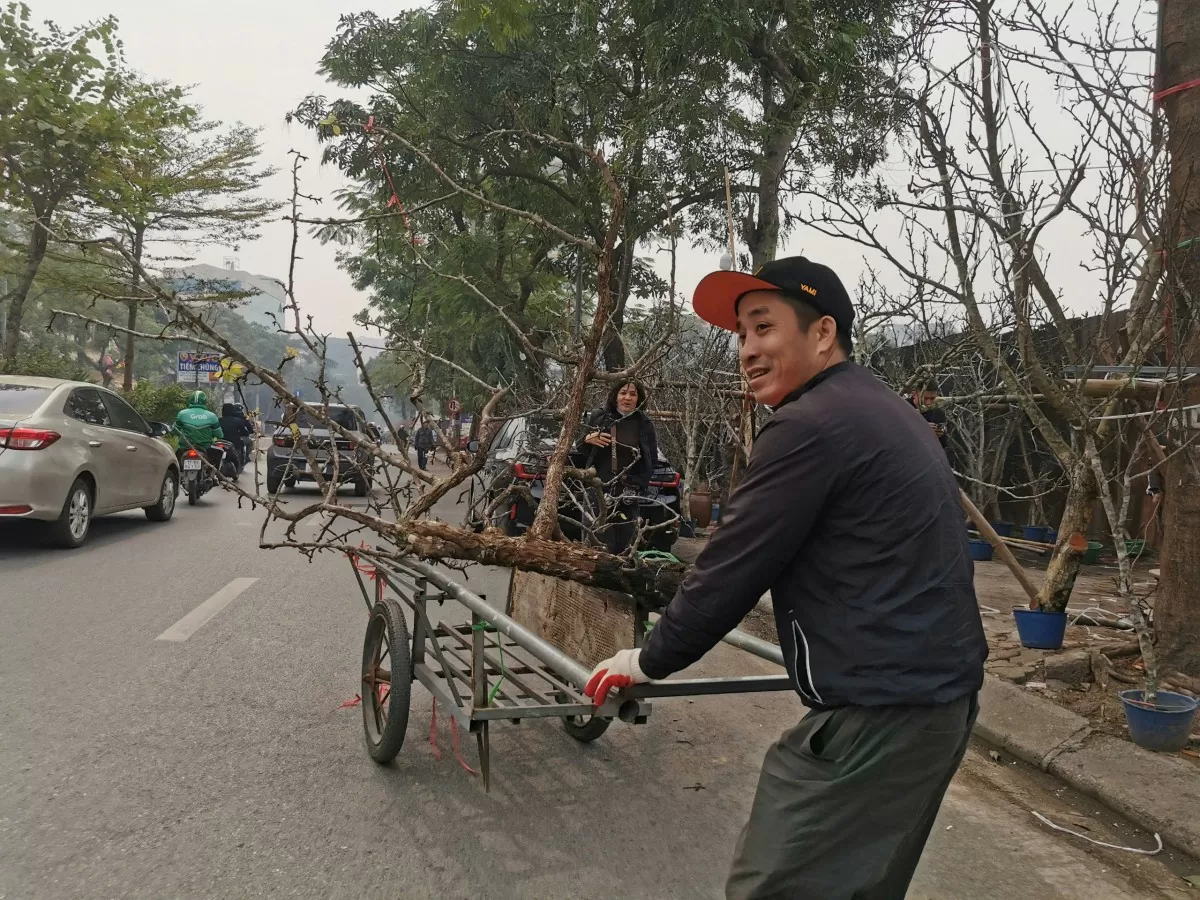 Thú chơi hoa lê của người Hà Nội sau Tết Nguyên đán Thú chơi hoa lê của người Hà Nội sau Tết Nguyên đán