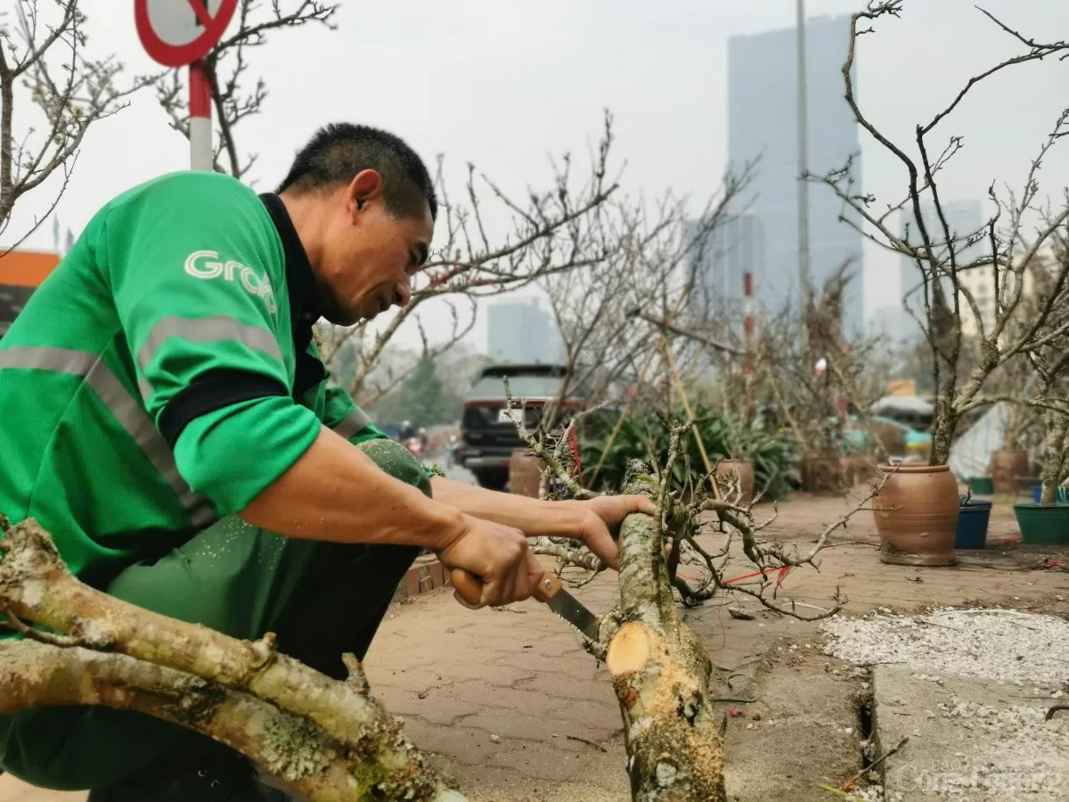 Thú chơi hoa lê của người Hà Nội sau Tết Nguyên đán Thú chơi hoa lê của người Hà Nội sau Tết Nguyên đán