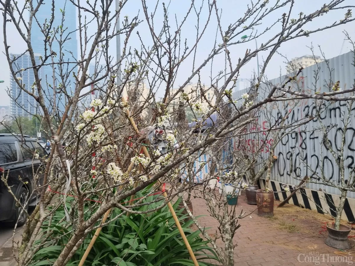 Thú chơi hoa lê của người Hà Nội sau Tết Nguyên đán Thú chơi hoa lê của người Hà Nội sau Tết Nguyên đán