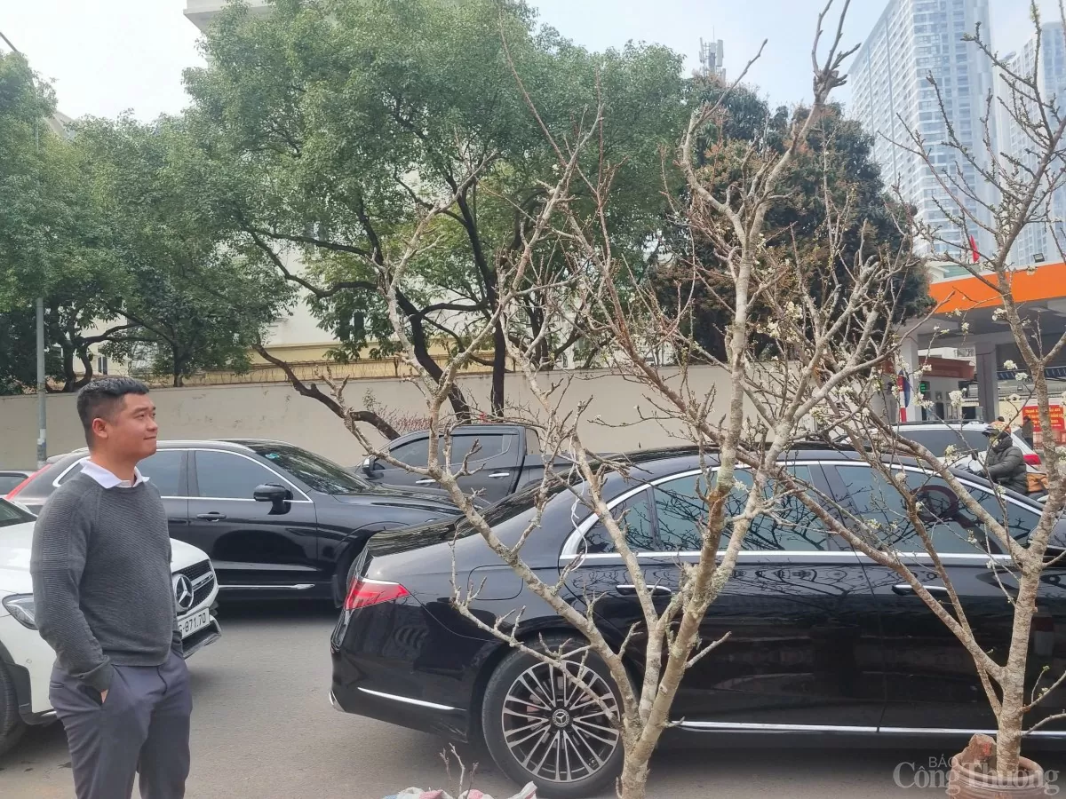 Thú chơi hoa lê của người Hà Nội sau Tết Nguyên đán Thú chơi hoa lê của người Hà Nội sau Tết Nguyên đán