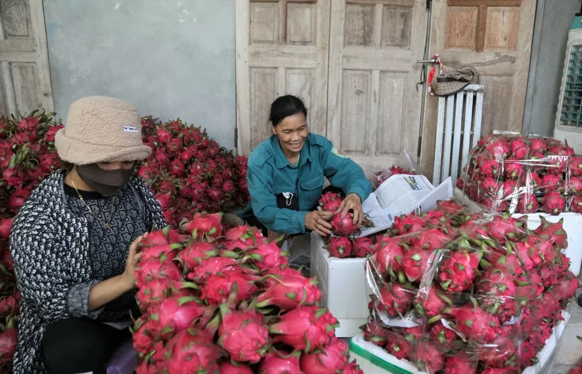 Người dân xã Vân Trục, huyện Lập Thạch vui mừng vì đầu mùa giá trái thanh lo