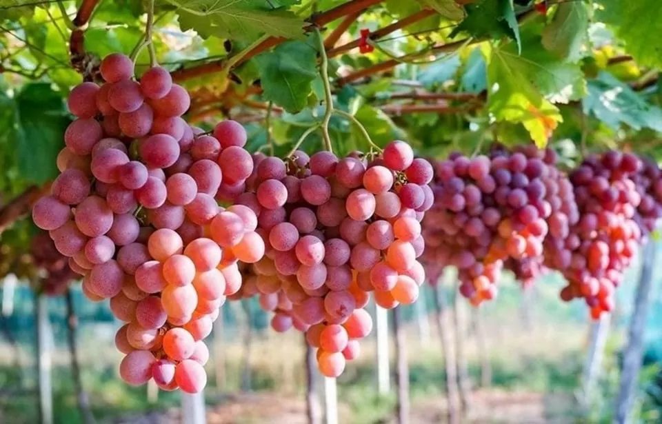 Ninh Thuận từ lâu đã nổi tiếng là ‘thủ phủ nho’ của Việt Nam. Ảnh: Hoàng Anh