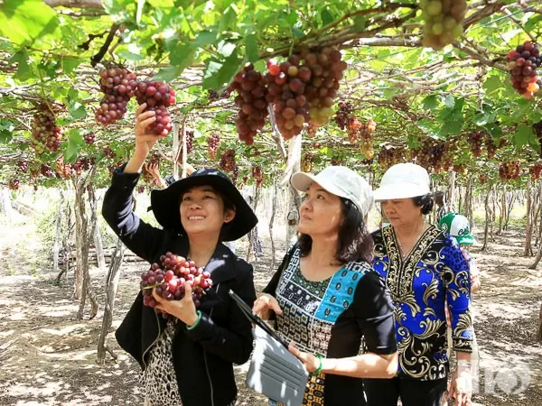 Khách du lịch tham quan vườn nho tại thôn Thái An. Ảnh: Thanh Long