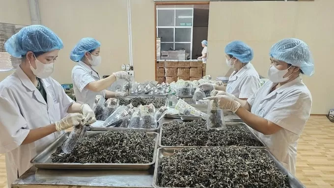 Sản phẩm đề xuất OCOP 5 sao của Quảng Bình có gì đặc biệt?