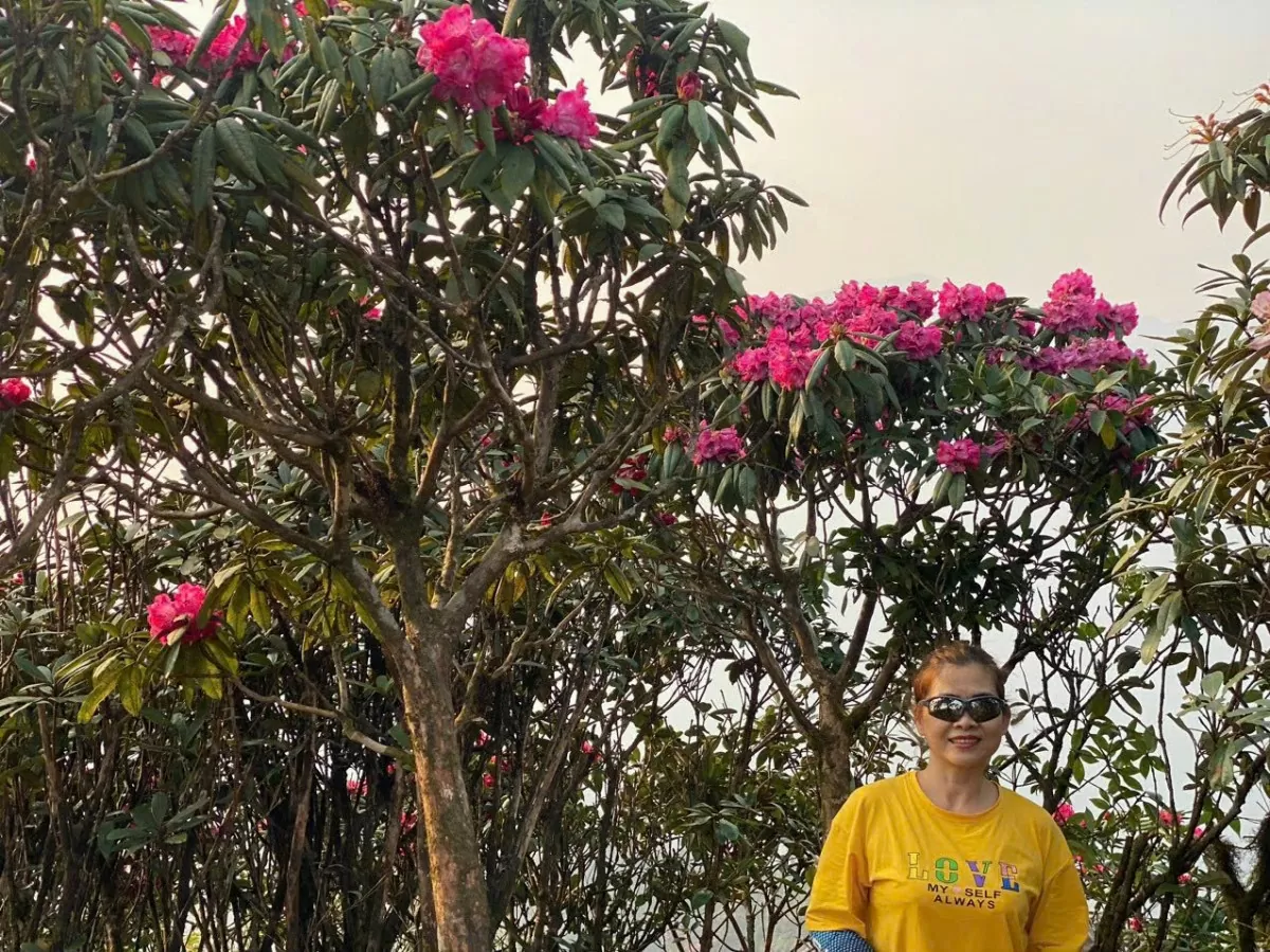 Lai Châu: Mùa hoa đỗ quyên khoe sắc