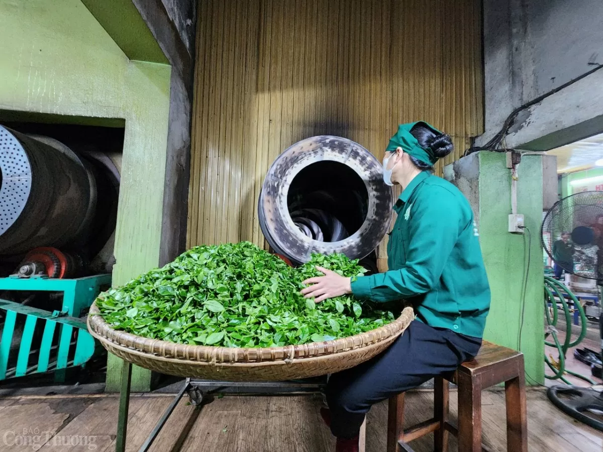Chè Tân cương thai NGuyên