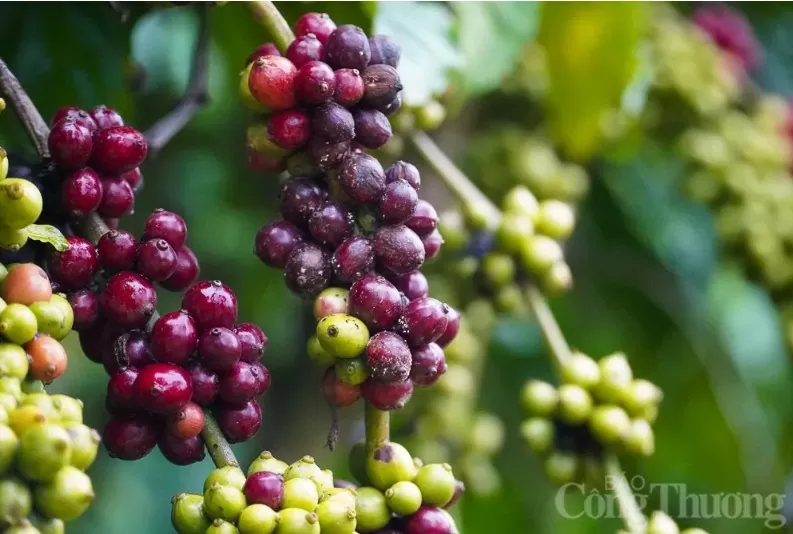 Giá xuất khẩu cà phê Việt Nam sang Thái Lan duy trì đà tăng