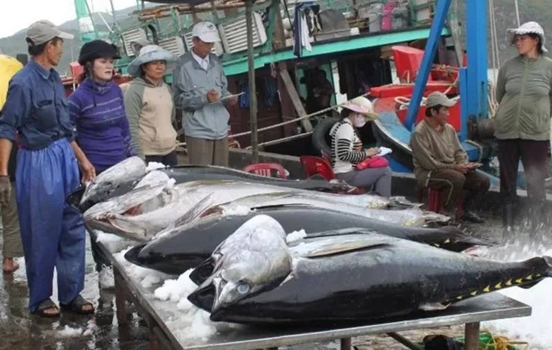 Cá ngừ Việt gia tăng hiện diện tại thị trường Nga