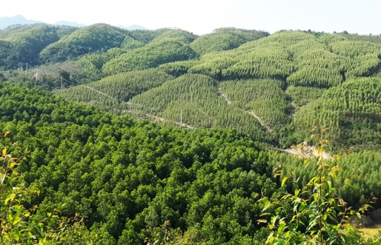Khai thác giá trị hệ sinh thái rừng để làm giàu bền vững